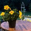 cottagecorefind